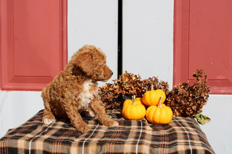 puppy, for, sale, Mini Poodle, Matthew B. Stoltzfus, dog, breeder, Gap, PA, dog-breeder, puppy-for-sale, forsale, nearby, find, puppyfind, locator, puppylocator, aca